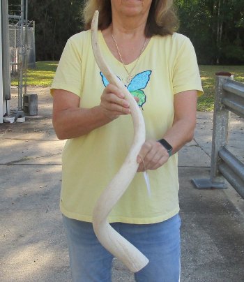 39 inch Unpolished South African Kudu Inner Horn Core (NO POST OFFICE (USPS) SHIPPING!!) 