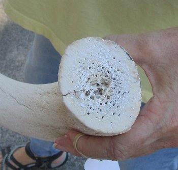 39 inch Unpolished South African Kudu Inner Horn Core (NO POST OFFICE (USPS) SHIPPING!!) 