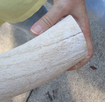 39 inch Unpolished South African Kudu Inner Horn Core (NO POST OFFICE (USPS) SHIPPING!!) 