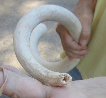 39 inch Unpolished South African Kudu Inner Horn Core (NO POST OFFICE (USPS) SHIPPING!!) 