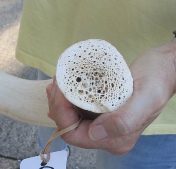 40 inch Unpolished South African Kudu Inner Horn Core (NO POST OFFICE (USPS) SHIPPING!!) 