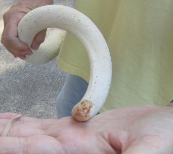 30 inch Unpolished South African Kudu Inner Horn Core 
