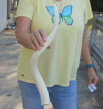22 inch Unpolished South African Kudu Inner Horn Core 