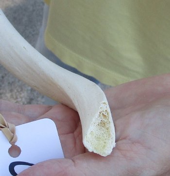 22 inch Unpolished South African Kudu Inner Horn Core 