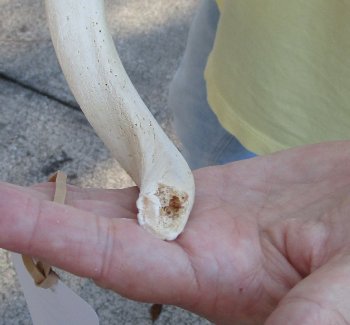 28 inch Unpolished South African Kudu Inner Horn Core 