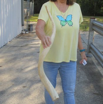 37 inch Unpolished South African Kudu Inner Horn Core (NO POST OFFICE (USPS) SHIPPING!!) 