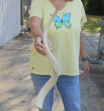 29 inch Unpolished South African Kudu Inner Horn Core 