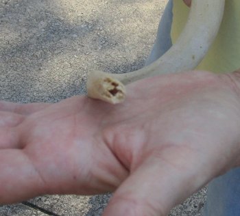 29 inch Unpolished South African Kudu Inner Horn Core 