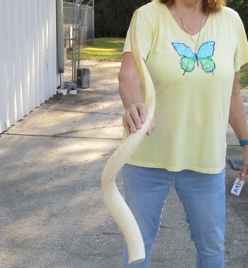 37 inch Unpolished South African Kudu Inner Horn Core (NO POST OFFICE (USPS) SHIPPING!!) 