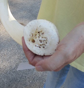 37 inch Unpolished South African Kudu Inner Horn Core (NO POST OFFICE (USPS) SHIPPING!!) 