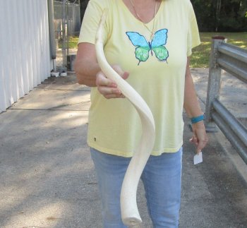 32 inch Unpolished South African Kudu Inner Horn Core 