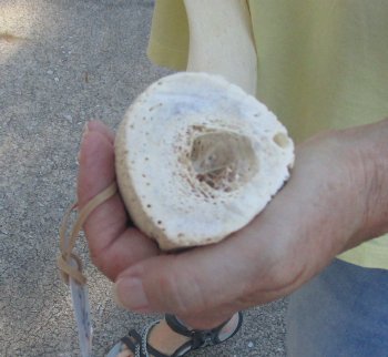 32 inch Unpolished South African Kudu Inner Horn Core 