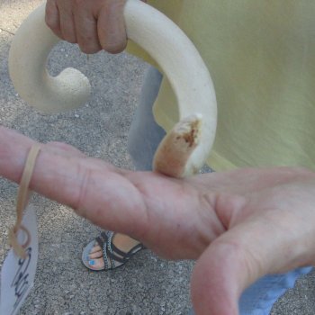 32 inch Unpolished South African Kudu Inner Horn Core 