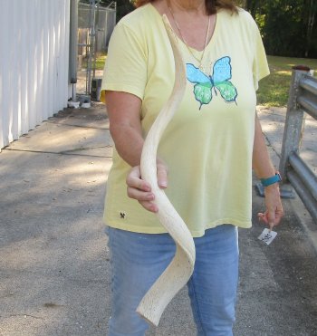 33 inch Unpolished South African Kudu Inner Horn Core 