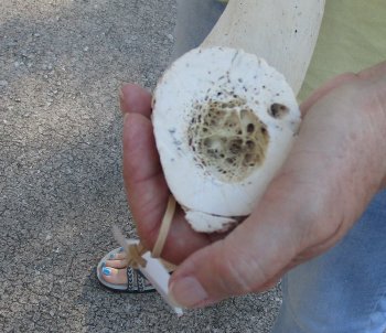 33 inch Unpolished South African Kudu Inner Horn Core 