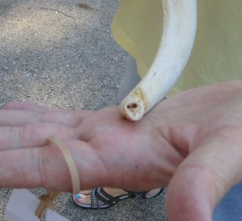 33 inch Unpolished South African Kudu Inner Horn Core 