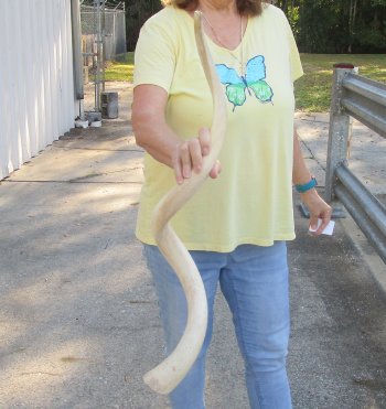 39 inch Unpolished South African Kudu Inner Horn Core (NO POST OFFICE (USPS) SHIPPING!!) 