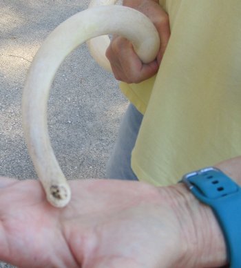 39 inch Unpolished South African Kudu Inner Horn Core (NO POST OFFICE (USPS) SHIPPING!!) 