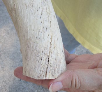 39 inch Unpolished South African Kudu Inner Horn Core (NO POST OFFICE (USPS) SHIPPING!!) 