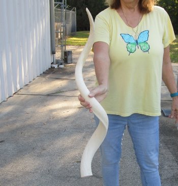 39 inch Unpolished South African Kudu Inner Horn Core (NO POST OFFICE (USPS) SHIPPING!!) 