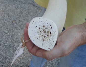 39 inch Unpolished South African Kudu Inner Horn Core (NO POST OFFICE (USPS) SHIPPING!!) 