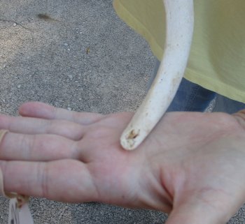 39 inch Unpolished South African Kudu Inner Horn Core (NO POST OFFICE (USPS) SHIPPING!!) 
