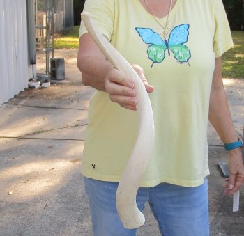 22 inch Unpolished South African Kudu Inner Horn Core 