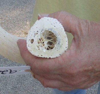 22 inch Unpolished South African Kudu Inner Horn Core 