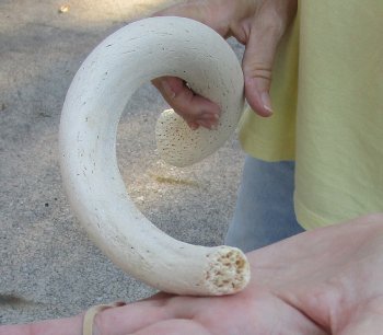 22 inch Unpolished South African Kudu Inner Horn Core 