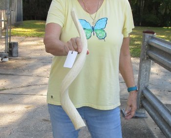 25 inch Unpolished South African Kudu Inner Horn Core 