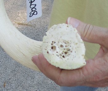 25 inch Unpolished South African Kudu Inner Horn Core 