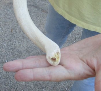 25 inch Unpolished South African Kudu Inner Horn Core 