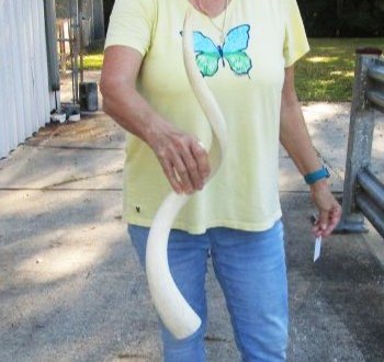 29 inch Unpolished South African Kudu Inner Horn Core 