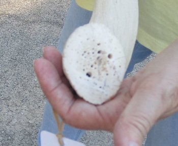 29 inch Unpolished South African Kudu Inner Horn Core 