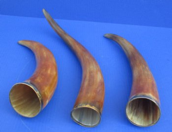 Burnt colored Cattle/Cow Horn with brass trim - 14 inches to 18 inches - 2 pcs @ $11.00 each; 12 pcs @ $9.90 each