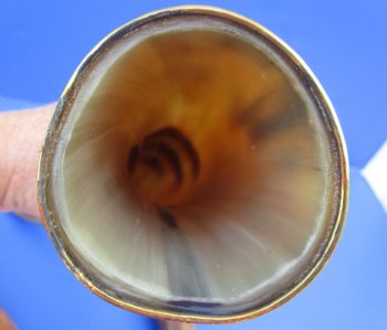 Burnt colored Cattle/Cow Horn with brass trim - 14 inches to 18 inches - 2 pcs @ $11.00 each; 12 pcs @ $9.90 each