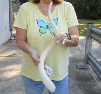 30 inch Unpolished South African Kudu Inner Horn Core 