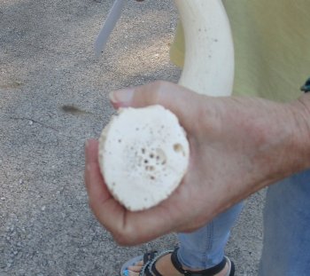 30 inch Unpolished South African Kudu Inner Horn Core 