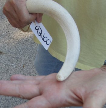 30 inch Unpolished South African Kudu Inner Horn Core 