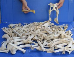 #2 Grade 10lbs of Assorted Bones 
