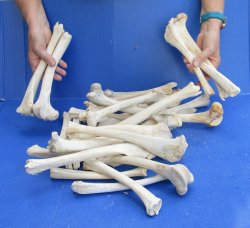 30 Deer Leg Bones 7...