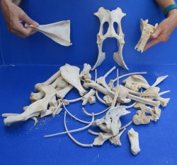 4lb Assorted Bones