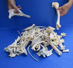 4lb Assorted Bones