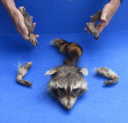 Preserved Raccoon H...