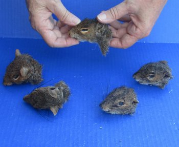 Five Preserved Squirrel Heads 