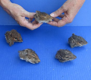 Five Preserved Squirrel Heads 