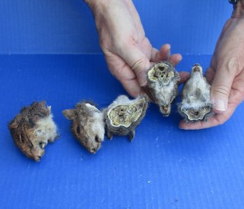 Five Preserved Squirrel Heads 