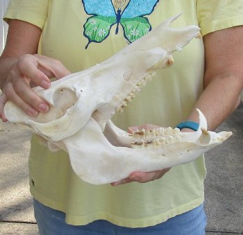 12" Wild Boar Skull