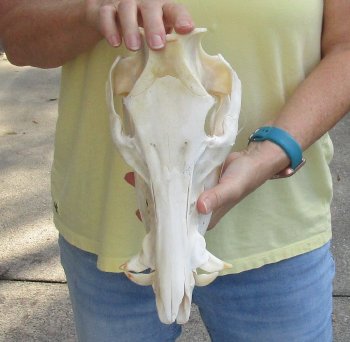 12" Wild Boar Skull