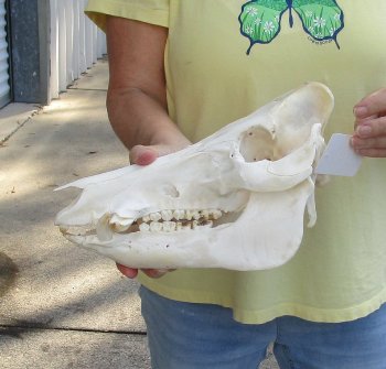 12" Wild Boar Skull